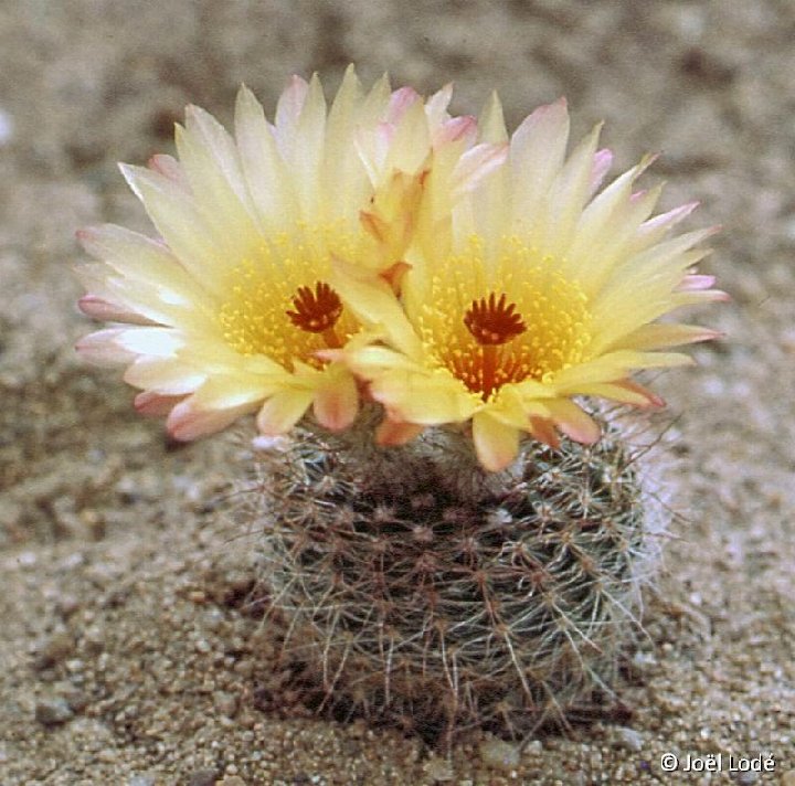 Notocactus concinnus ©JL